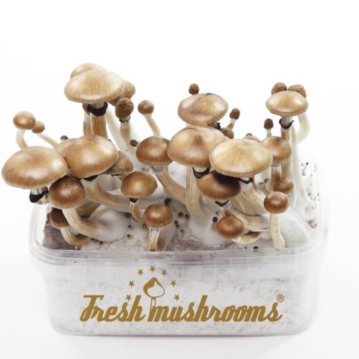 Mondo Magic Mushroom Mondo Mushroom Grow Kits