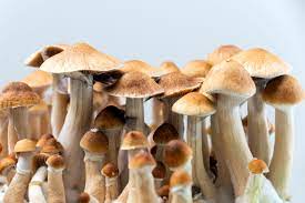 B+ Cubensis Mushroom Spore Syringe