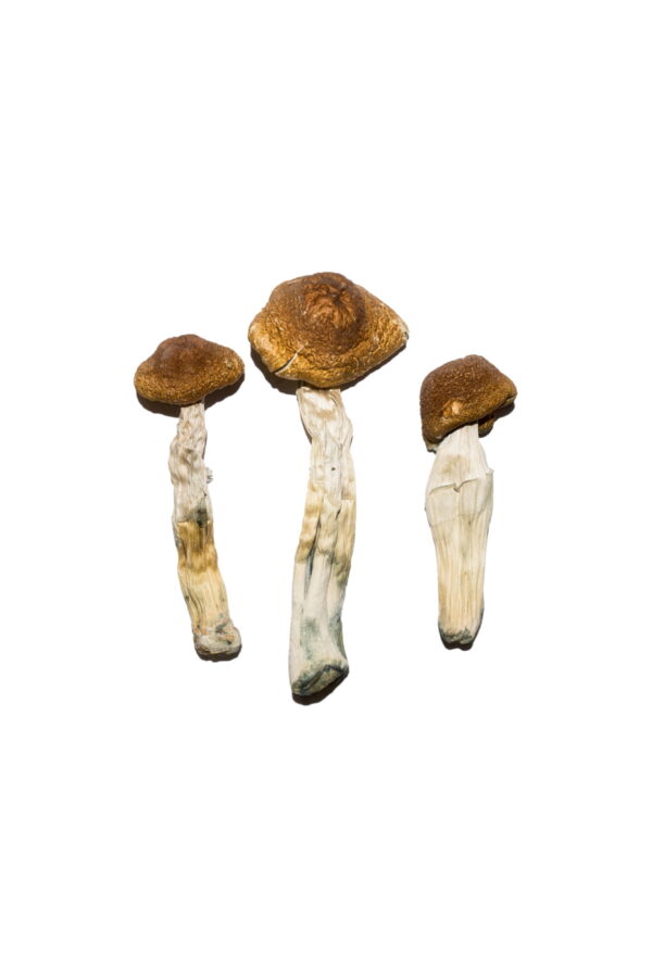 Buy Brazilian Magic Mushrooms Online