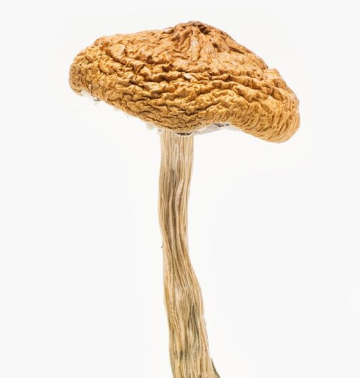 Buy Psilocybe Cyanescens Mushroom Online