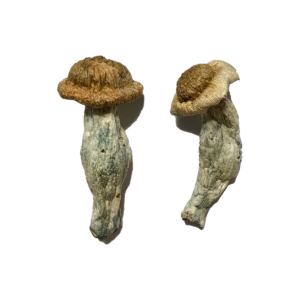 Buy Shepherd Penis Envy Magic Mushroom Online